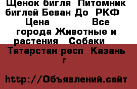 Щенок бигля. Питомник биглей Беван-До (РКФ) › Цена ­ 20 000 - Все города Животные и растения » Собаки   . Татарстан респ.,Казань г.